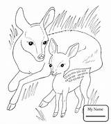 Coloring Pages Deer Doe Mammal Baby Bucks Buck Fawn Browning Getcolorings Animals Sea Color Mammals Printable Colorings Getdrawings sketch template