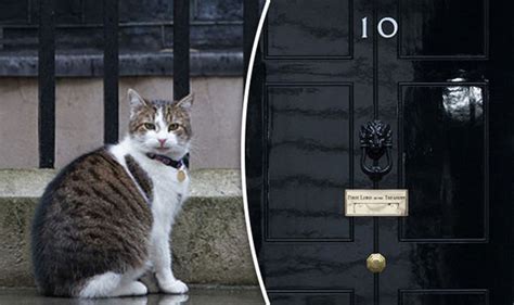 larry  cat takes  usual downing street spot  election chaos politics news