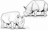 Coloring Pages Yak Rhino Rhinoceros Rhinos Animals Comments Gif Library Clipart Coloringhome Pair sketch template