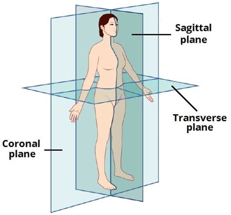 anatomical planes coronal sagittal teachmeanatomy