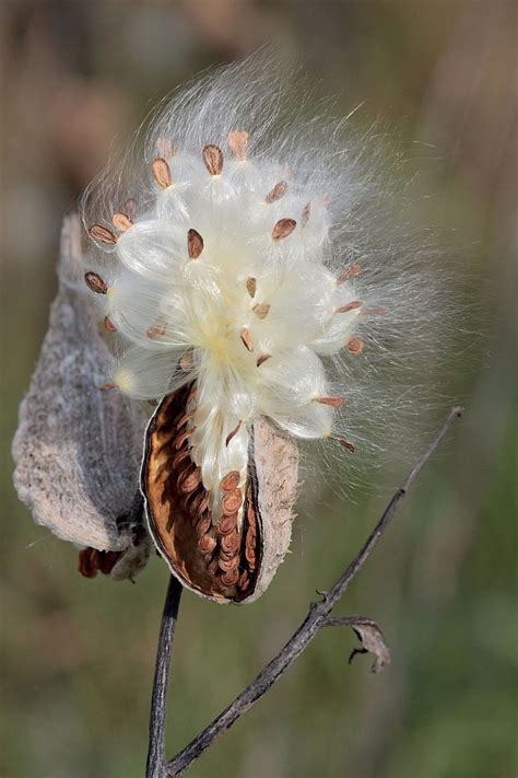 milkweed floss definition sources  britannica