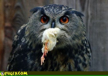 owl food crazy images fugly