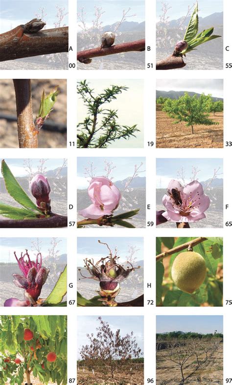 Growth Pattern And Phenological Stages Of Early Maturing Peach Trees