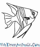 Fish Angelfish Drawing Draw Saltwater Easy Tutorial Print Getdrawings Wedrawanimals sketch template