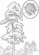 Pine Coloring Pages Coloringtop sketch template