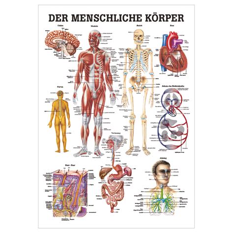 il corpo umano anatomia lehrtafel  cm mediche sussidi didattici