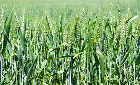 wheat planting season begins  iran financial tribune