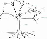 Tree Kids Parts Science Trees Children Colouring Sketch Sketches Label Growingwithscience Pages Shape Growing Different Teaching Make Word sketch template