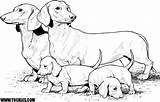 Coloring Pages Dachshund Print Dog Puppy Color Colouring Dogs Printable Sheets Dachshunds Kids Animation Animals Book Popular Weiner Puppies Coloringhome sketch template