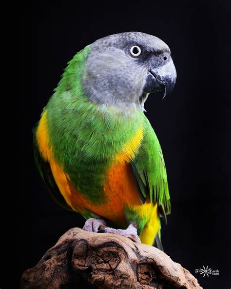 images  senegal parrots  pinterest parrot facts toys  christmas tree ornaments