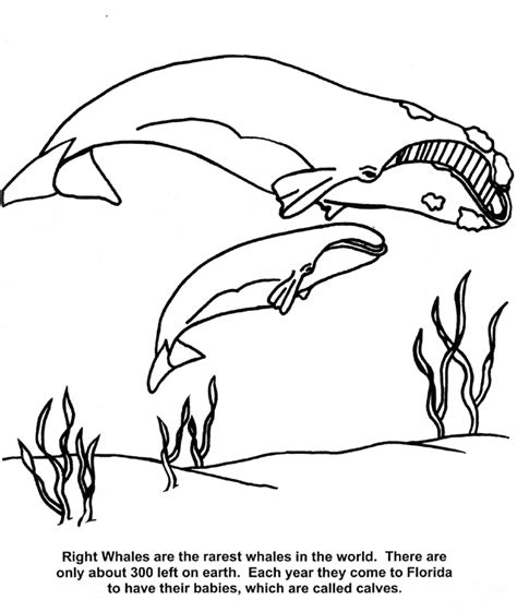 whale coloring page animals town animal color sheets whale picture