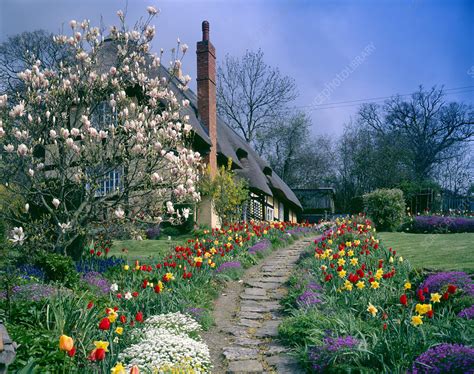 cottage garden stock image  science photo library