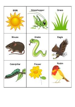 food chains  food webs activity cards  sciencebaby tpt