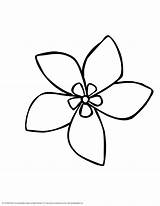 Coloring Flower Jasmine Pages Popular sketch template