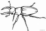 Insect Cool2bkids Käfer Realistische Fehler Ausdrucken Kostenlos sketch template