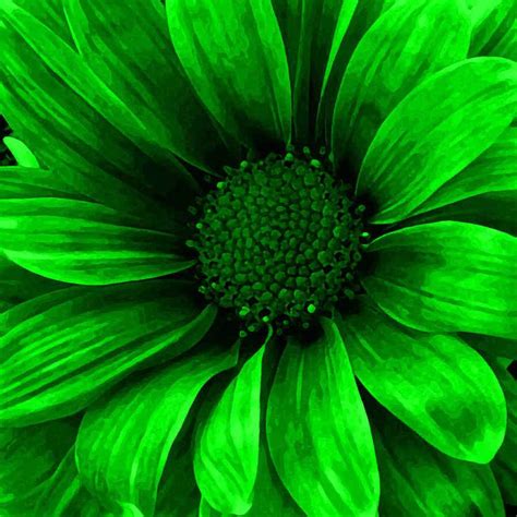 green flowers images  pinterest beautiful flowers floral