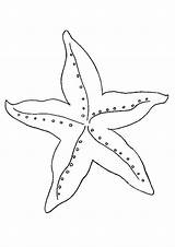 Kleurplaat Starfish Zeester Kleurplaten Zeesterren Downloaden Coloringonly Uitprinten sketch template