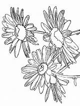 Daisy Coloring Pages Flower Color Flowers Print Recommended sketch template