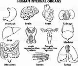 Organs Organe Stomach Intestines Anatomie sketch template