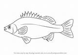 Perch Silver Draw Drawing Step Fish Drawingtutorials101 Tutorials Fishing Fishes Drawings Svg Clipart Silhouette sketch template