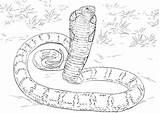 Python Anaconda Coloriage Snake Snakes Realista Imprimer Cobras Colorir Ausmalbilder Getdrawings Dessin Schlangen Reale Supercoloring Imprimir Adults Lenda Royale Colorier sketch template