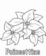 Poinsettia Coloring Flower Pages Sketch National Sketching Color Getdrawings Getcolorings Netart sketch template