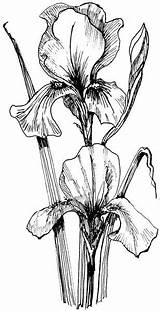 Iris Drawings Bearded Flowers Line Clipart Flower Drawing Pencil Sketches Irises Draw Watercolor Botanical Illustration Pen Sketch Tattoo Coloring Pages sketch template