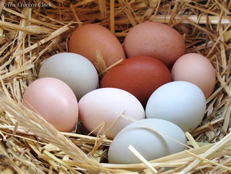 cool egg facts video  hen laying  egg community chickens