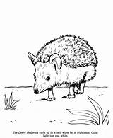 Hedgehog Coloring Drawing Pages Drawings Animal Animals Hedgehogs Kids Honkingdonkey Printable Identification Wild Colouring Line Books Activity Sheets Getdrawings Print sketch template