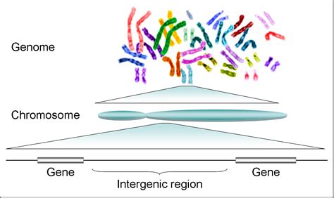 filehuman genome  genespng