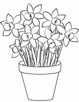Coloring Daffodils Pages Printable Daffodil Flower Flowers Color Vase Drawing Bouquet Pot Paper sketch template