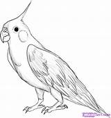 Cockatiel Draw Bird Drawing Birds Coloring Drawings Easy Realistic Animal Animals Step Pages Sketch Pencil Sketches Parrot Google Simple Cartoon sketch template
