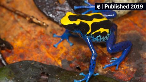 poison dart frogs markings matter     survival