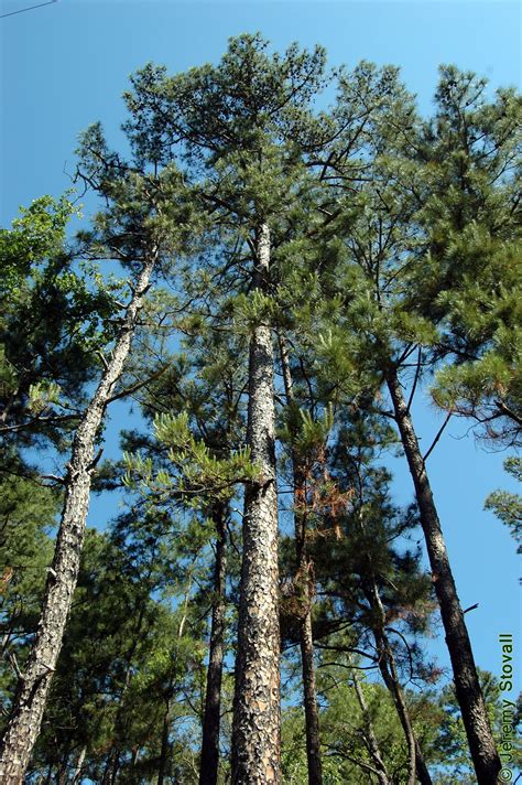 shortleaf pine tree seeds pinus echinata etsy