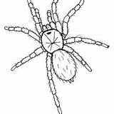 Tarantula Coloring Hideous Spiders sketch template