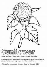 Coloring Pages Sunflower Printable Color Kansas Cactus Kids Clipart Flower State Flowers Symbols Preschool Usa Print Beautiful Library Girl Parentune sketch template