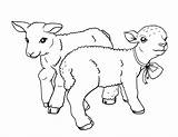 Lamb Coloring Pages Easter Lambs Printable Choose Board Coloringcafe Animals Baby Sheets sketch template