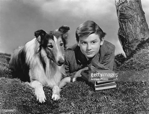 lassie come home photos and premium high res pictures getty images