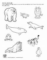 Animals Tundra Arctic Coloring Animal Pages Worksheet Polar Printable Worksheets Colouring Track Book Biome Artic Color Habitat Kids Sheets Map sketch template