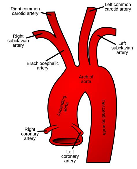 aortic arch wiktionary   dictionary