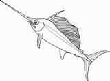 Coloring Swordfish Fish Drawings Marlin sketch template