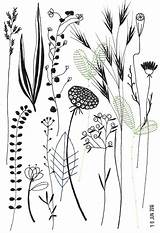 Herbarium Botanical sketch template