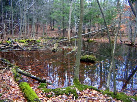 forest ephemera vernal pools finger lakes land trust