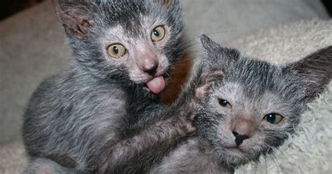 Meet The Lykoi Or Wolf Cat Cattime