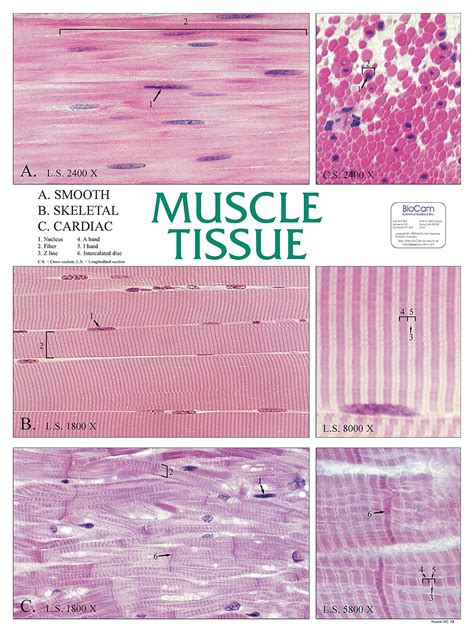 muscle tissue chart