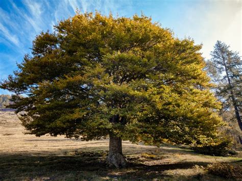 elm tree care information  planting  elm tree   care