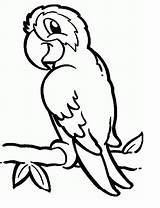 Loro Parrot Loros Animado Voladores Perroquet Facil Parrots Anipedia Vogel Kleurplaten Colornimbus sketch template