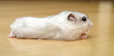 white russian dwarf hamster hamster pics baby hamster hamster house