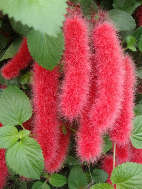 36 best images about cat tails and pussy willows on pinterest edible