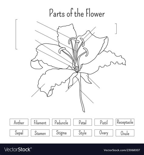 parts   flower worksheet db excelcom